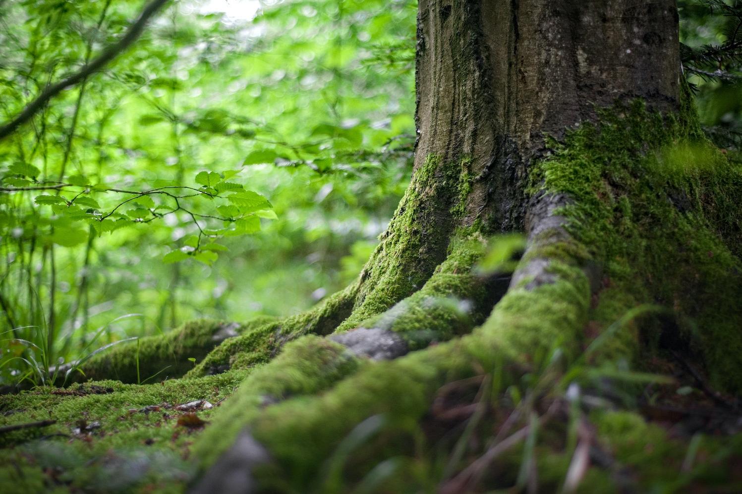 moss growing on tree stump in forest - nature - nature-related risk